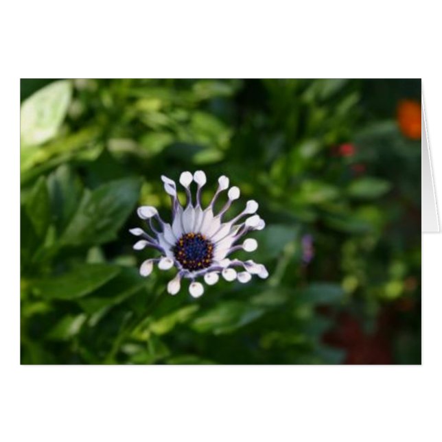 weiße Blume (Vorderseite (Horizontal))