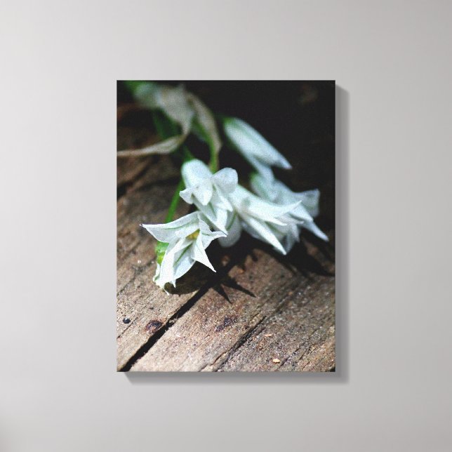 Weiße Blume auf einer Sitzbank Leinwanddruck (Vorderseite)