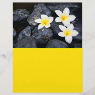 Weiße Blume auf schwarzen Steinen Flyer