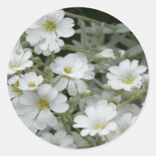 Weiße Blume aus dem Garten Runder Aufkleber