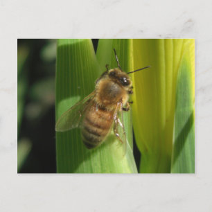 Weiße Blume Bee Postcard Postkarte