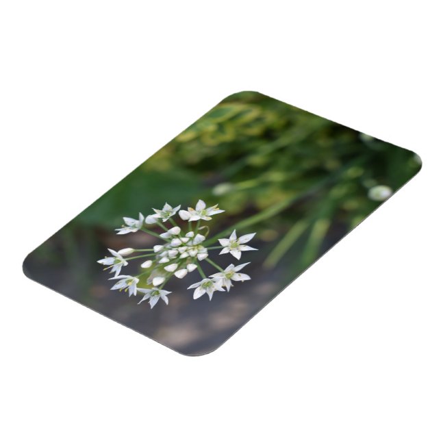 Weiße Blume Delikates Blumenblossom Foto Magnet (Linke Seite)