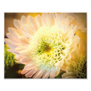 Weiße Blume Fotodruck