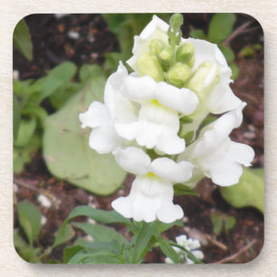 Weiße Blume Getränkeuntersetzer