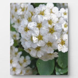 Weiße Blume glühen Fotoplatte
