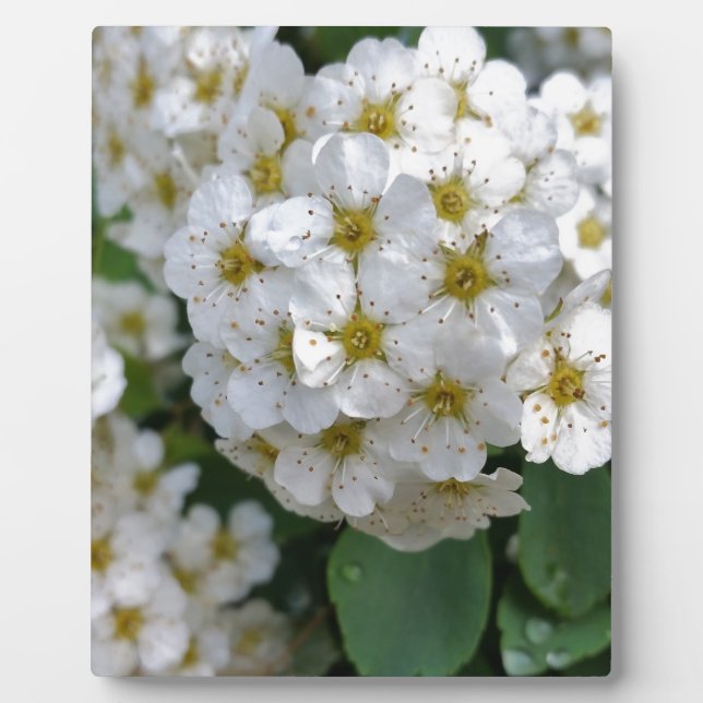 Weiße Blume glühen Fotoplatte (Vorderseite)