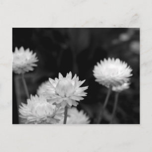Weiße Blume in Schwarzweiß Postkarte