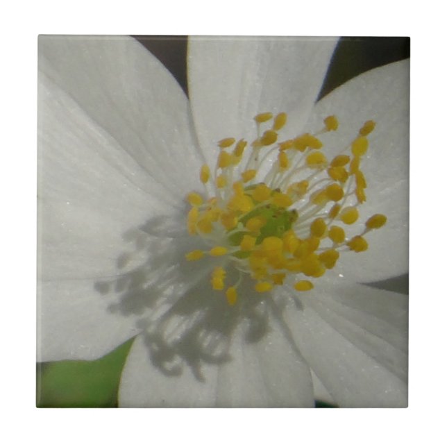 Weiße Blume mit gelbem Mittelteil Fliese (Vorderseite)