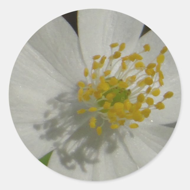 Weiße Blume mit gelbem Mittelteil Runder Aufkleber (Vorderseite)