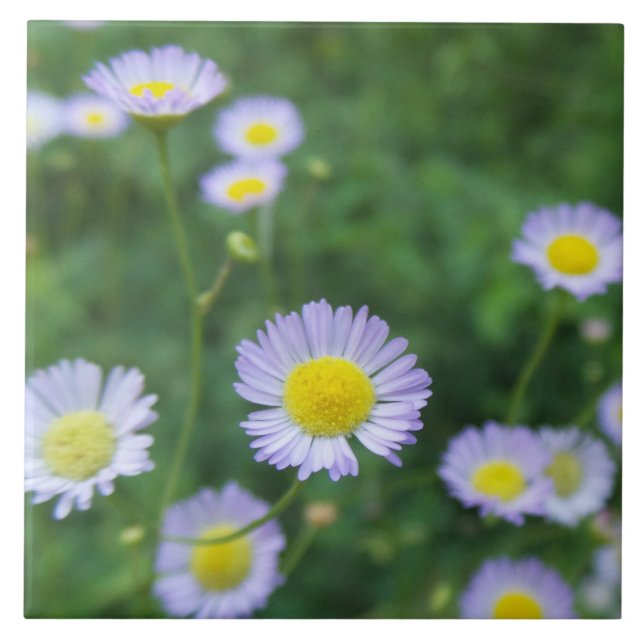 weiße Blume mit gelber Mitte Fliese (Vorderseite)
