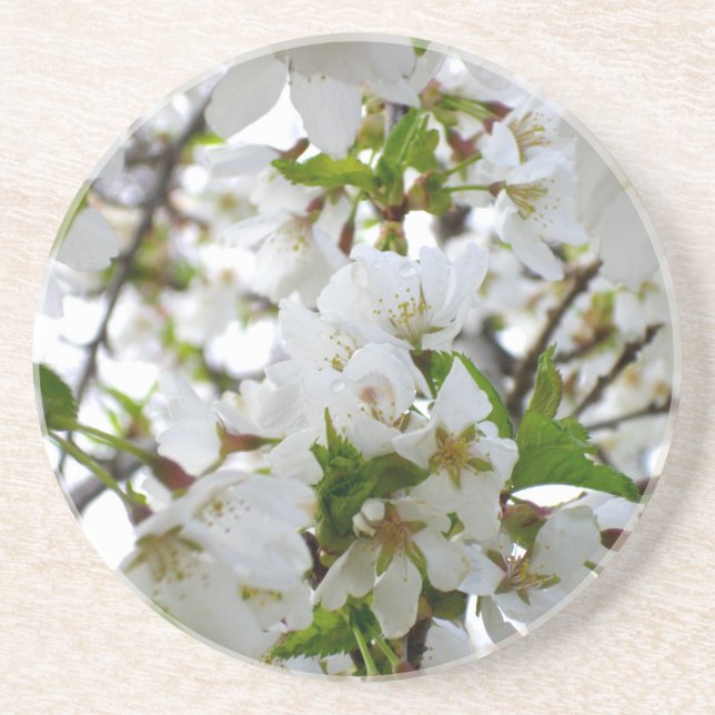 Weiße Blume mit weißem Blossom und weißen Blumen Sandstein Untersetzer (Vorne)