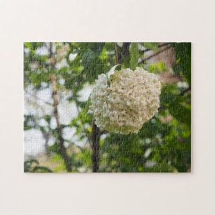 Weiße Blume Naturfotografie Garten
