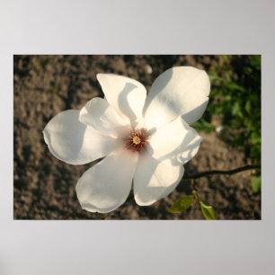 Weiße Blume Poster