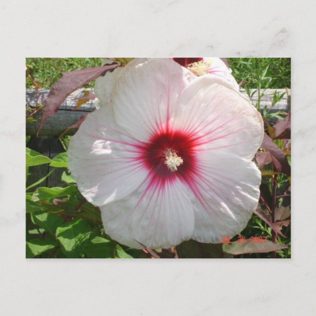 Weiße Blume Postkarte (Vorderseite)