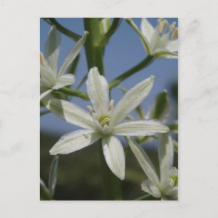 Weiße Blume Postkarte