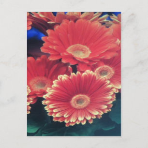 Weiße Blume Postkarte