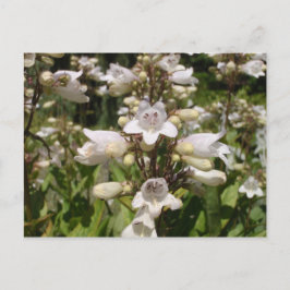 Weiße Blume Postkarte