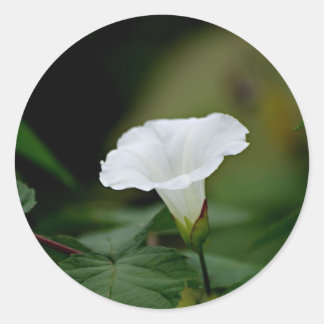Weiße Blume Runder Aufkleber