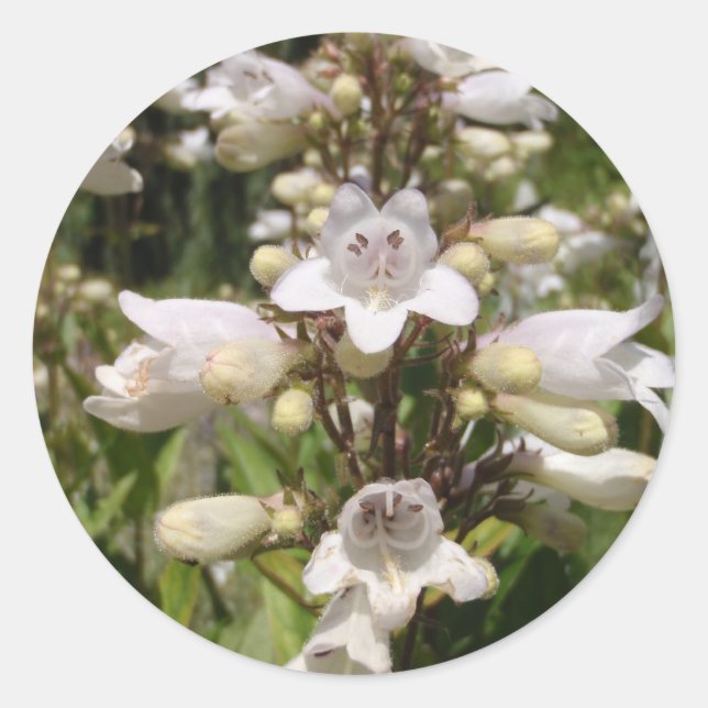 Weiße Blume Runder Aufkleber (Vorderseite)