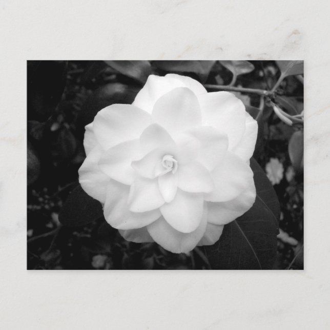 Weiße Blume. (Schwarz und Weiß) Postkarte (Vorderseite)