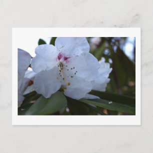 Weiße Blumen Postkarte