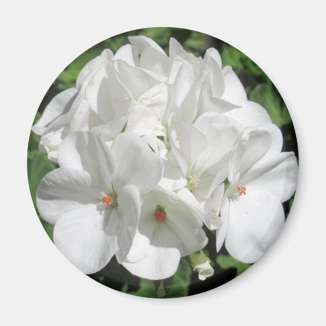 Weiße Blumenfotografie Magnet (Vorne)