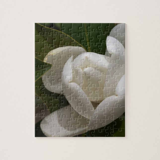 weiße Blumenknospe der südlichen Magnolie (Vertikal)
