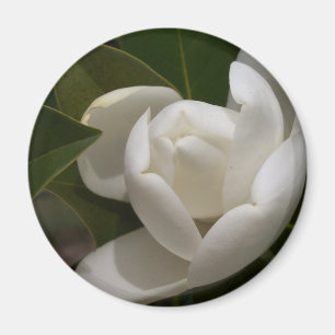 weiße Blumenknospe der südlichen Magnolie Magnet