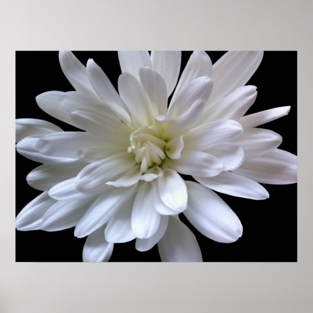 Weiße, blumenweiße, matte weiße Blume Poster (Vorne)