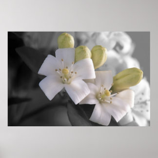 Weiße Blüte Poster