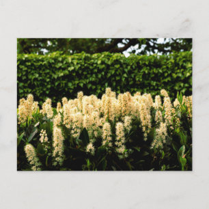 Weiße Blüte Postkarte