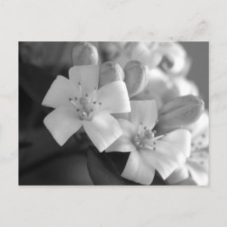 Weiße Blüte Postkarte