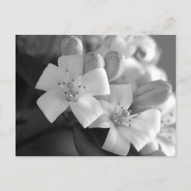 Weiße Blüte Postkarte (Vorderseite)