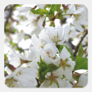 Weiße Blüte Quadratischer Aufkleber