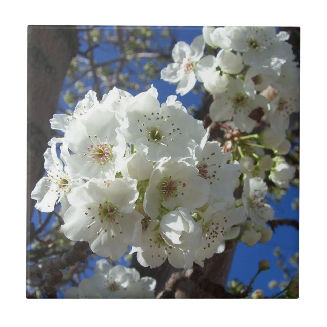 Weiße Blüten I ZierBirnenbaum Fliese (Vorderseite)