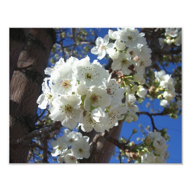Weiße Blüten I ZierBirnenbaum Fotodruck (Vorne)
