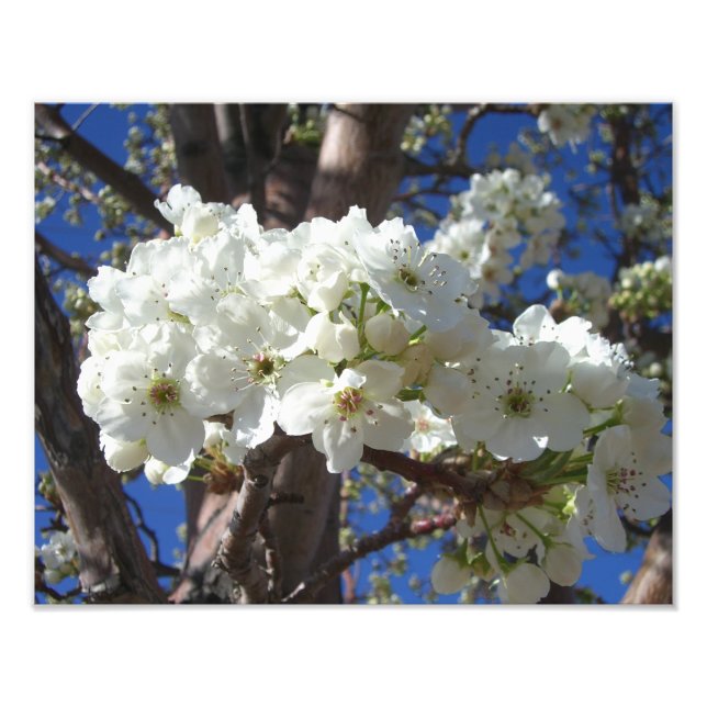 Weiße Blüten II Frühlingsblüte Baum Fotodruck (Vorne)
