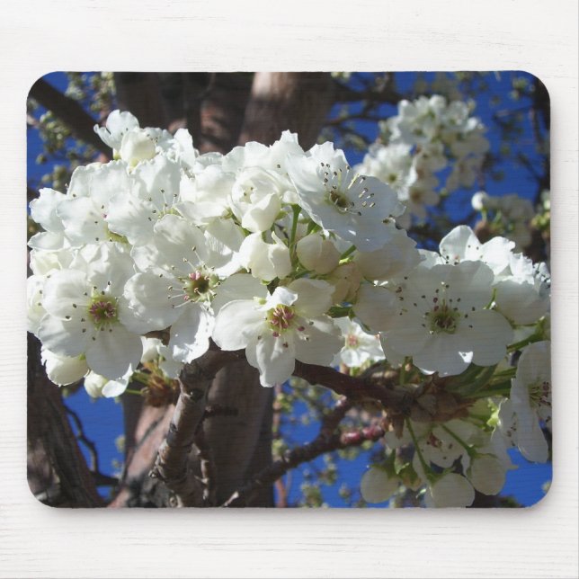 Weiße Blüten II Frühlingsblüte Baum Mousepad (Vorne)