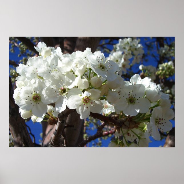 Weiße Blüten II Frühlingsblüte Baum Poster (Vorne)