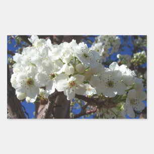 Weiße Blüten II Frühlingsblüte Baum Rechteckiger Aufkleber