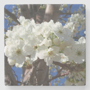Weiße Blüten II Frühlingsblüte Baum Steinuntersetzer