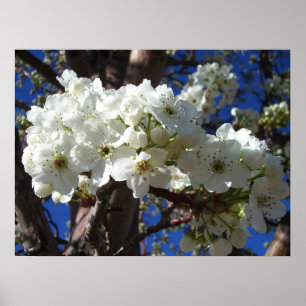Weiße Blüten II Frühlingsblütenbaum Poster
