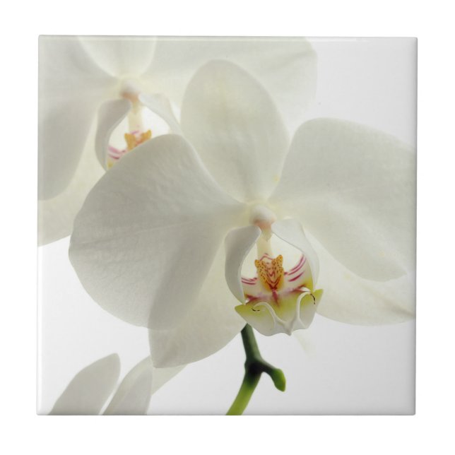Weiße Blüten-Orchideen-Blumen-Blumennatur Fliese (Vorderseite)