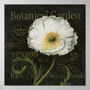 Weiße Blüten und Blätter Poster