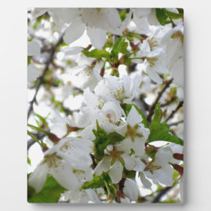 Weiße Blüten, weiße Blume mit eleganten weißen Blü Fotoplatte