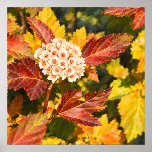 Weiße Blüten zwischen karmesinroten Herbstblättern Poster