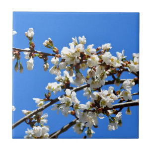 Weiße Blütenblumenblüte, weißer Frühlingsbaum Fliese