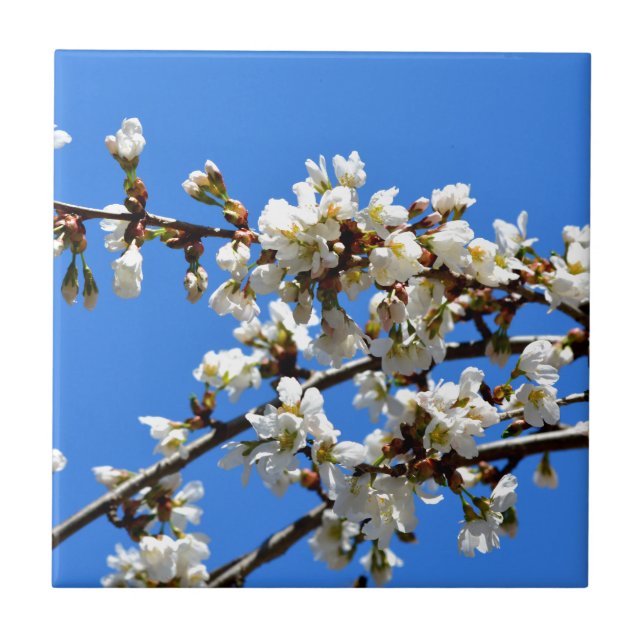 Weiße Blütenblumenblüte, weißer Frühlingsbaum Fliese (Vorderseite)