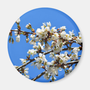 Weiße Blütenblumenblüte, weißer Frühlingsbaum Magnet