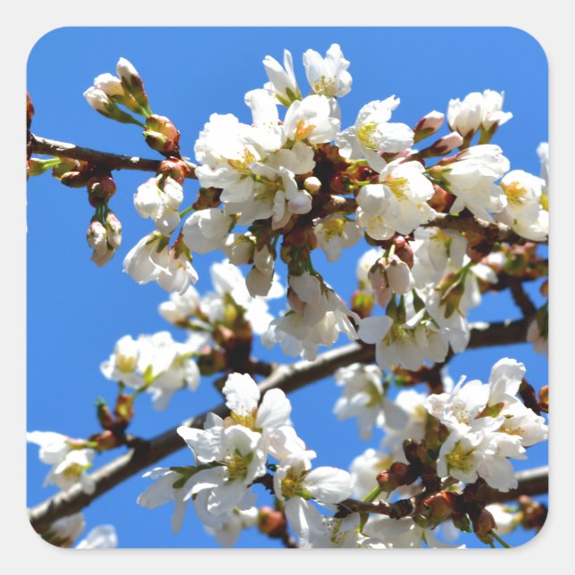 Weiße Blütenblumenblüte, weißer Frühlingsbaum Quadratischer Aufkleber (Vorderseite)